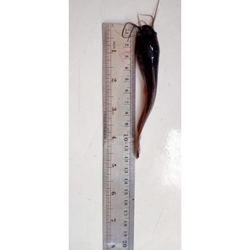 

Bibit Lele Sangkuriang Sehat Murah UK. 11-12 CM