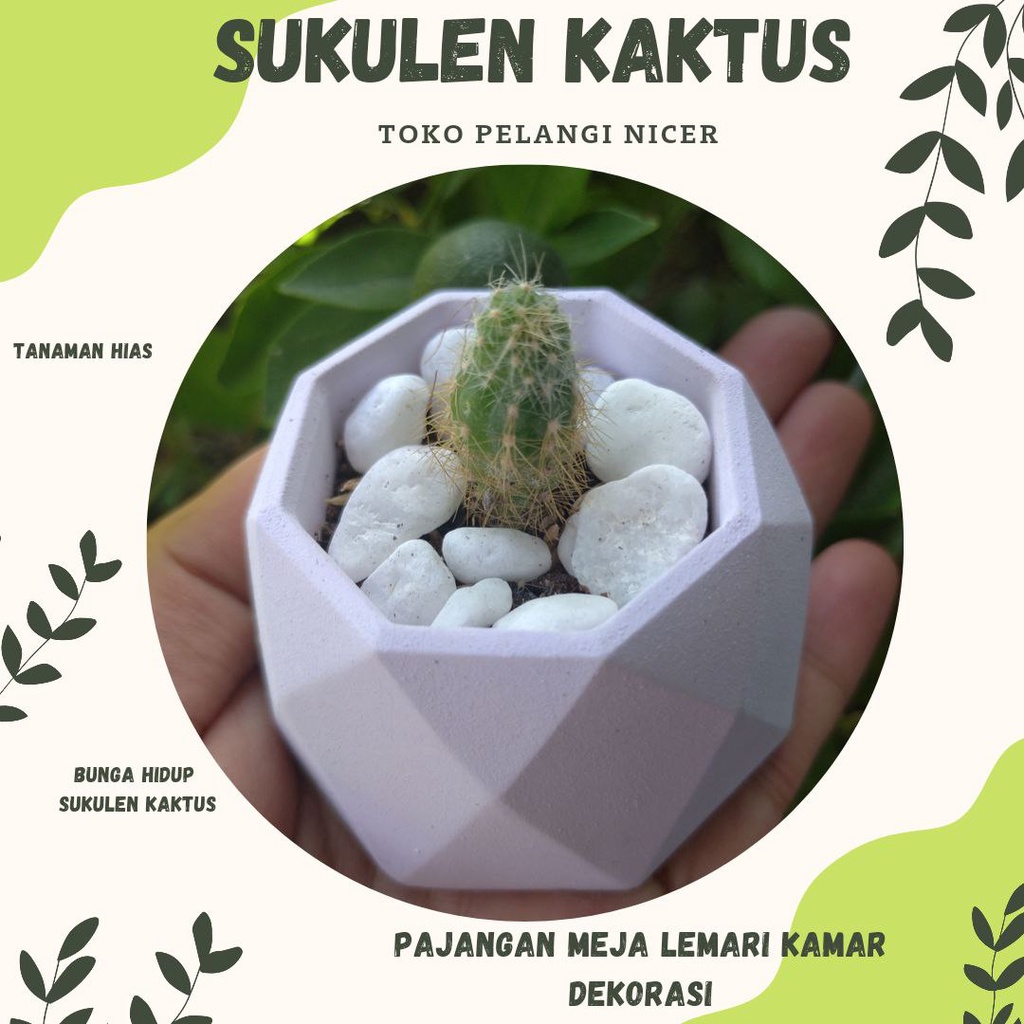 Kaktus Mini Sukulen Kaktus Murah Tanaman Hias Bunga Hidup Artificial Pot Poligon