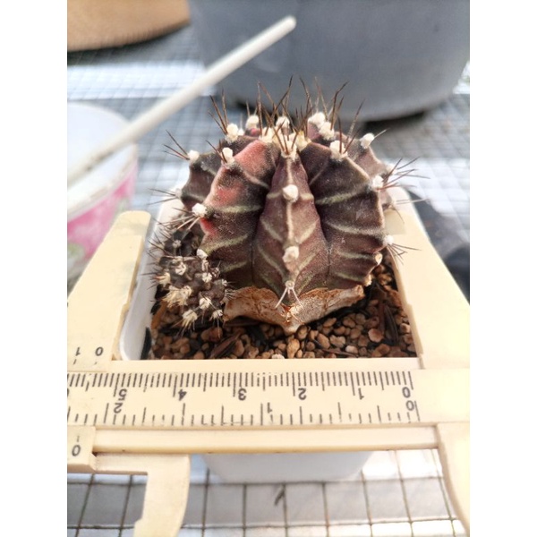 Cactus Kaktus Miha Varigata