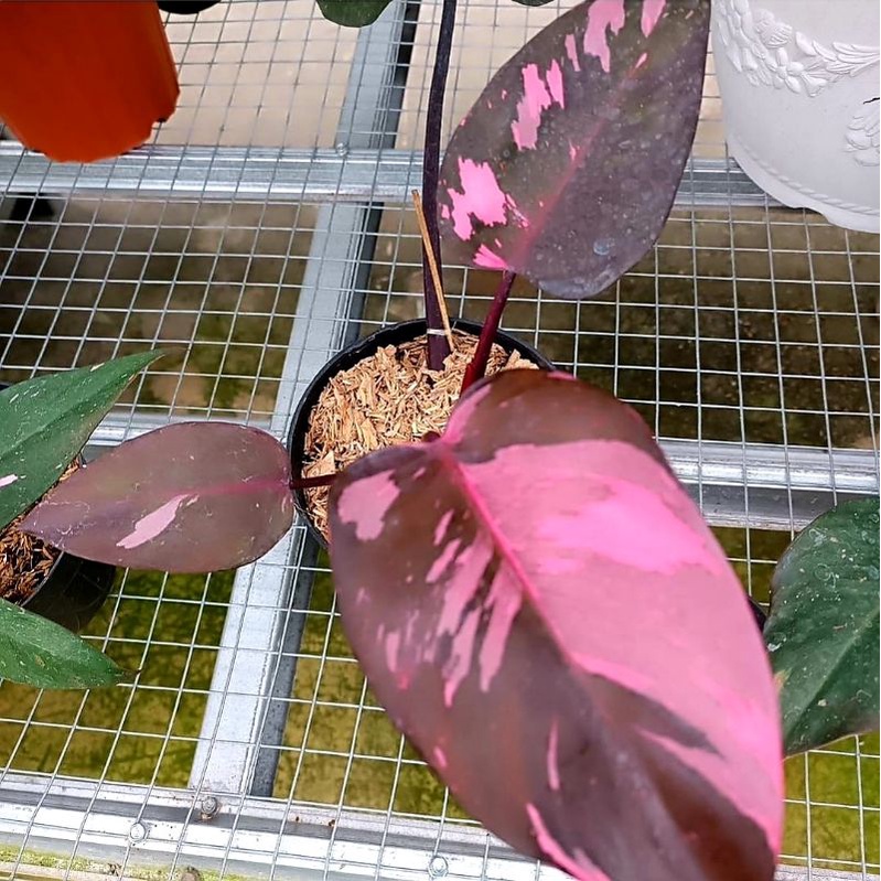 Philodendron Pink Congo | Congo Pink Philodendron | Tanaman Hias Philodendron Pink Congo