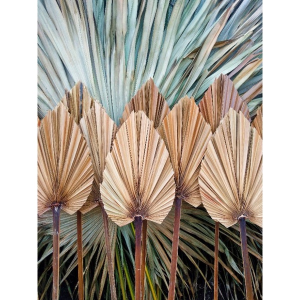 Daun palem kering MINI LUCU / Dekorasi / rustick