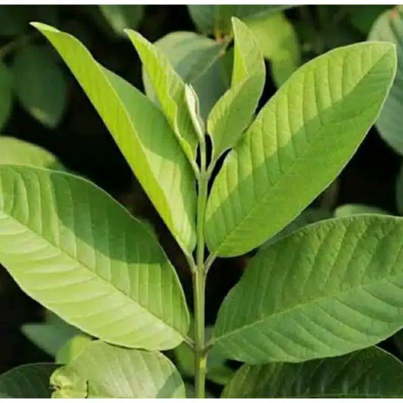 

Daun Jambu Biji (GUAVA) Segar Langsung Dipetik Dari Pohonnya per tangkai