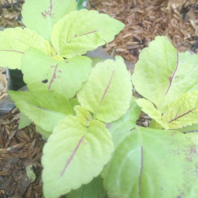 Miana kuning garis merah (new)