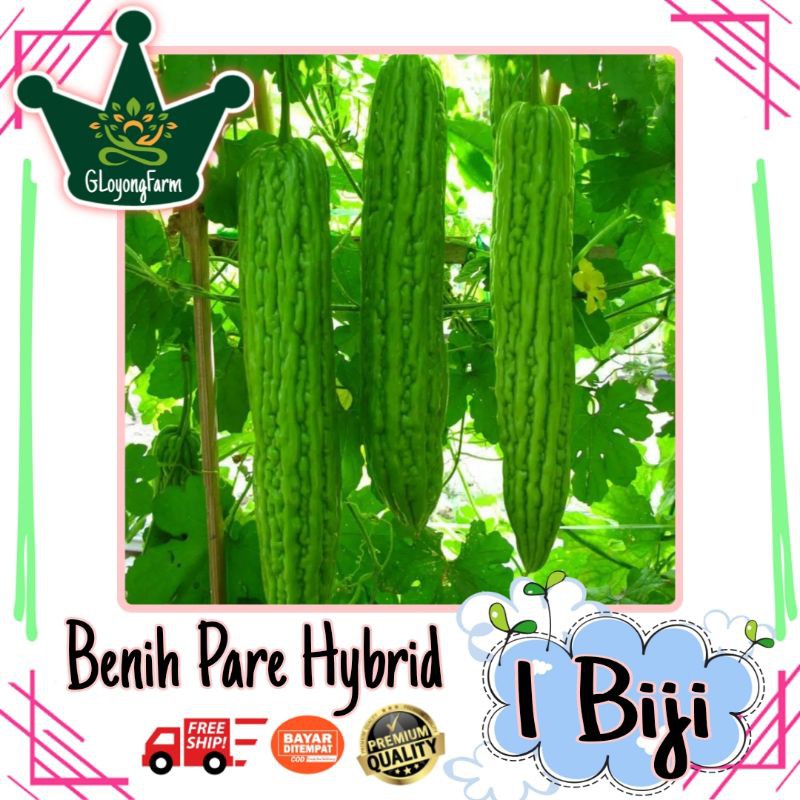 Benih Pare Sayuran Pahit Besar - Bibit Benih Sayuran