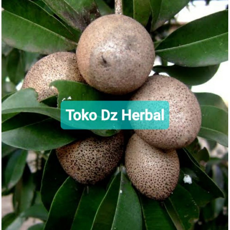 

Sawo muda buah sawo mentah pentil sawo segar 1 kg-az