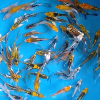 Ikan Hias Koi Kumpai  Shopee Indonesia