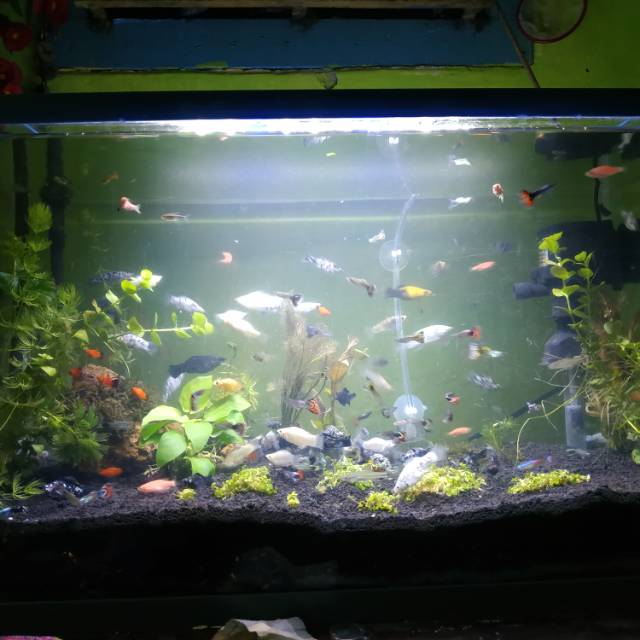 Aquascape fullset