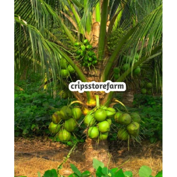 Obral Bibit Tanaman Kelapa Hibrida Entok Cepat Berbuah Super Unggul Genjah genjah super super besar