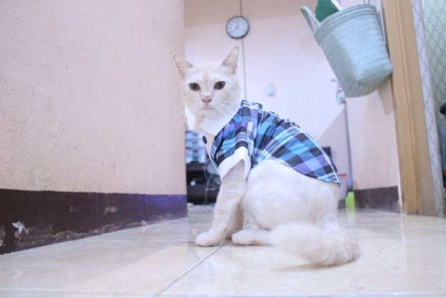 Tuxedo tanpa dasi motif kotak-kotak biru untuk kucing dan anjing / baju kucing murah size S M L XL