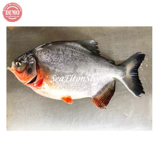 

IKAN BAWAL SEGAR Ikan Air Tawar