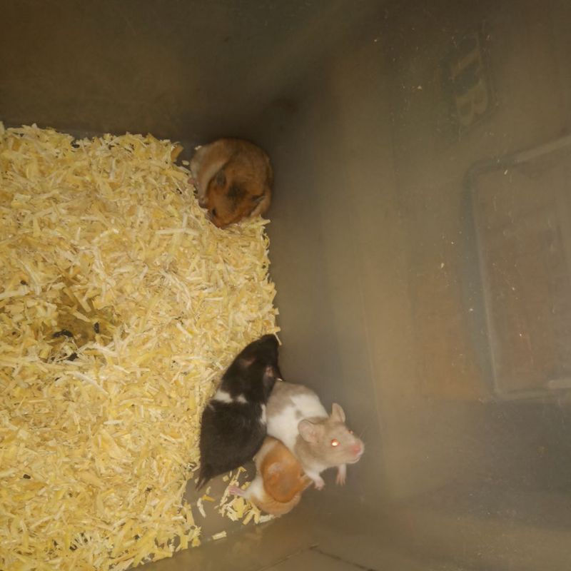 hamster syiria indukan