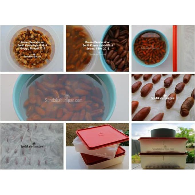 asli biji benih kurma hybrid tropical kl-1 tropis hibrida impor thailand diskon