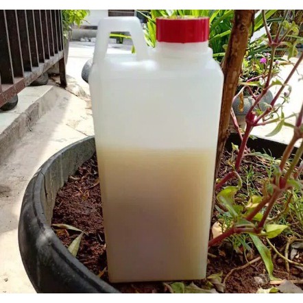 

madu asli klanceng super 1kg madu murah klanceng jakarta