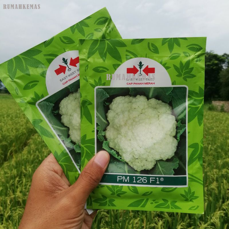 Benih Bunga kol PM 126 F1