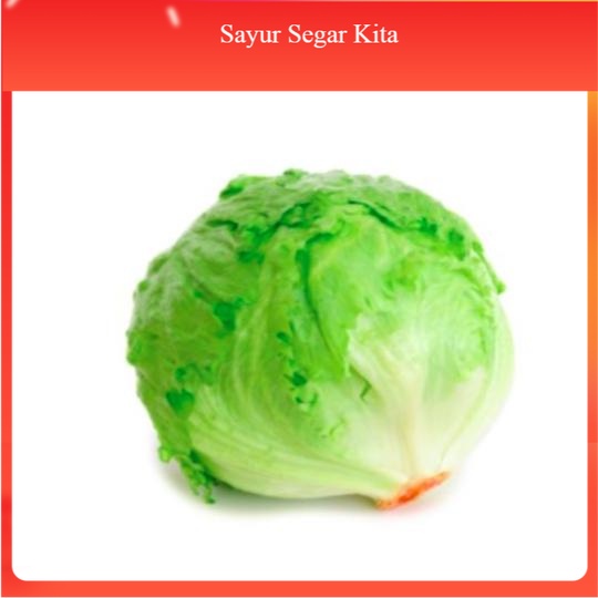 

Head Lettuce / Selada Head Organik 1 buah