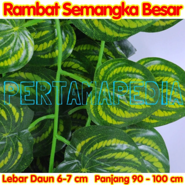 RAMBAT SEMANGKA BESAR 90 Daun Rambat Plastik Daun Rambat RAMBAT SEMANGKA BESAR 90 Daun Rambat Plastik Daun Rambat