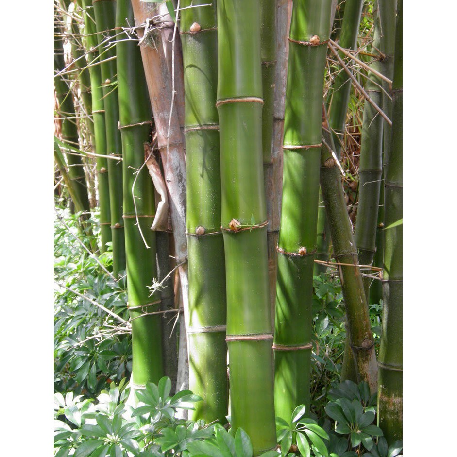 Jual Bibit Bambu Ampel / Bambusa Vulgaris 'Vulgaris' / Bambu Kultur ...