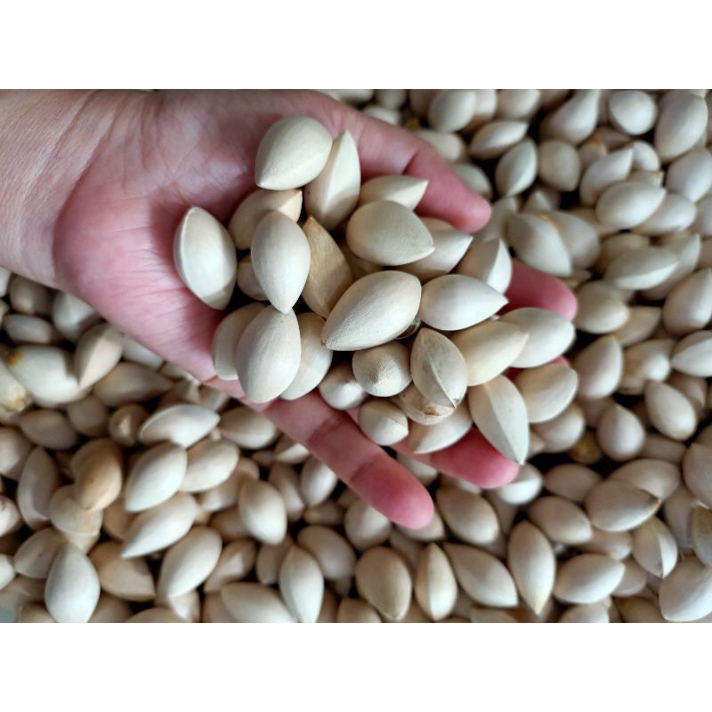 

Kacang Gingko Mentah (500gr) Ginko Nut / Pekko / Pekkoi / Ginkgo / Pek Kuai / Bai Guo / Pekkuai / Pek koi / gingko