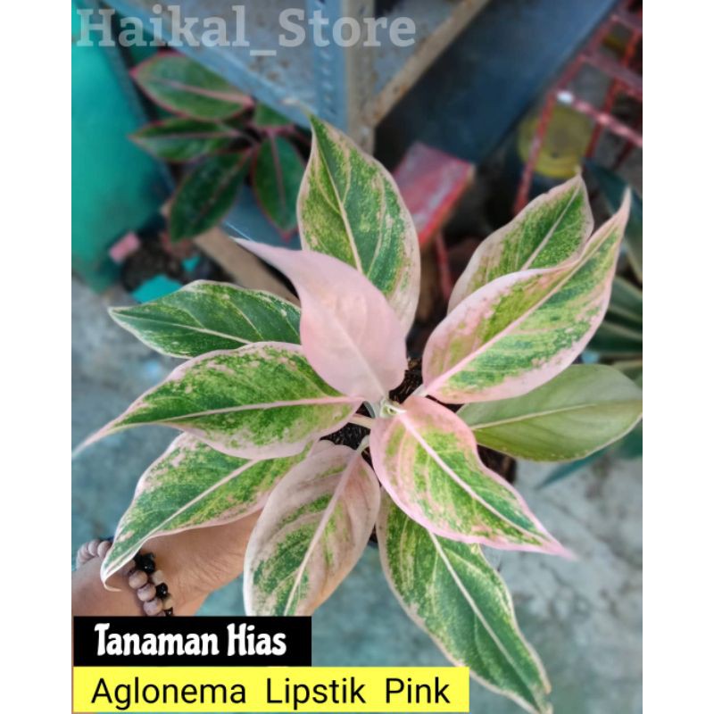 Tanaman Hias Aglonema Lipstik Pink - tanaman AGLONEMA LIPSTIK PINK
