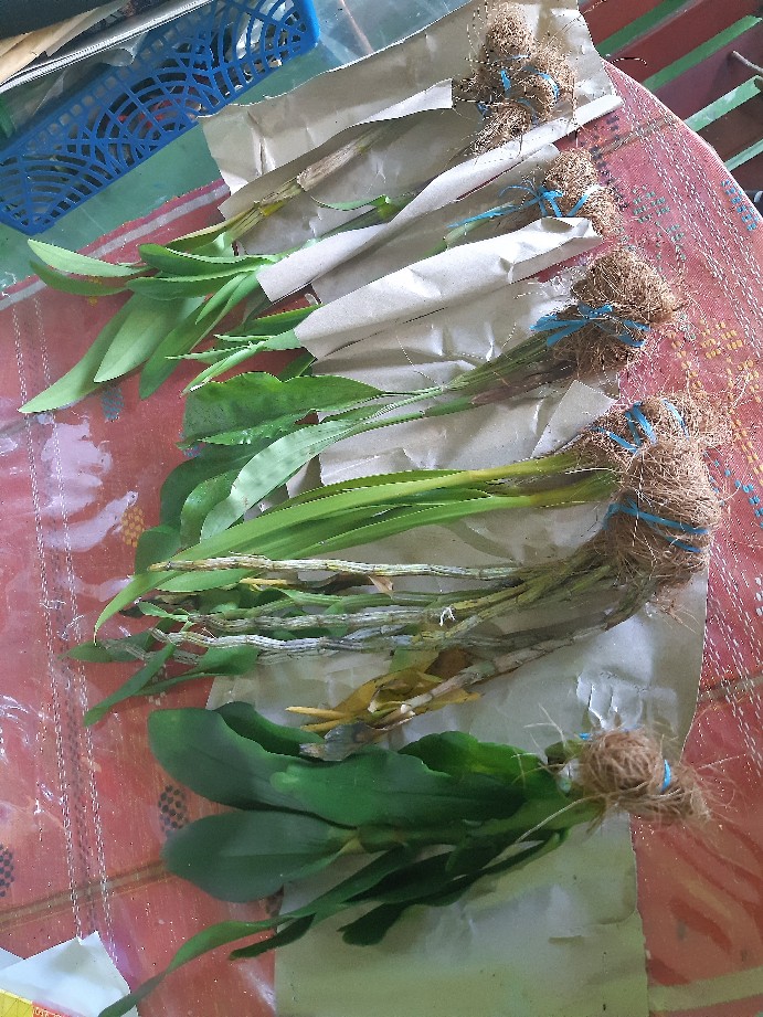 Anggrek Sikat/dendrobium Secundum Gratis Ongkir Extra