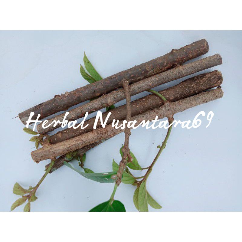 Bibit Stek Cincau Perdu