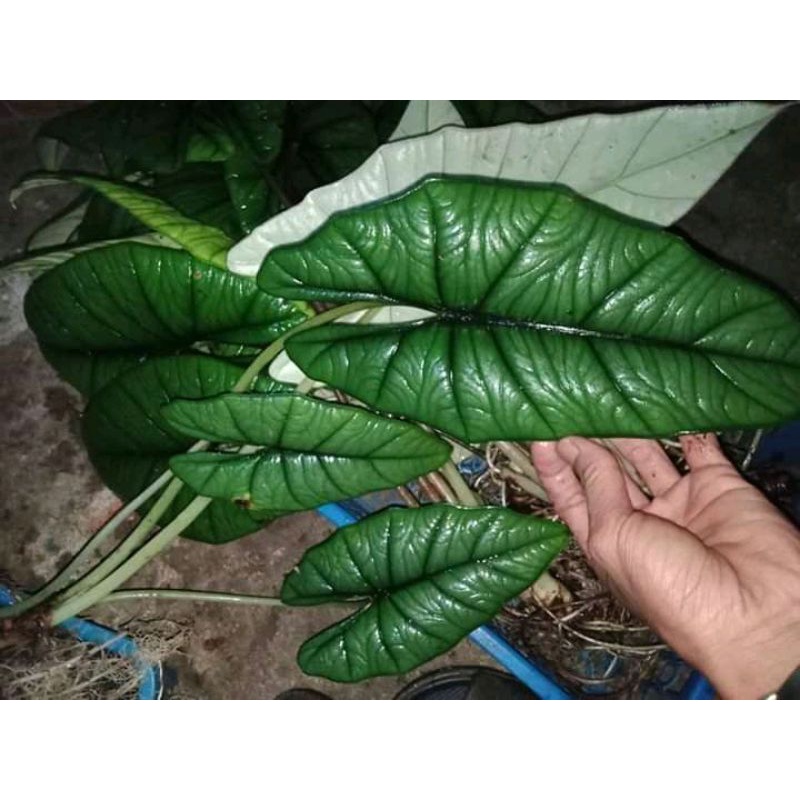 Alocasia Bisma