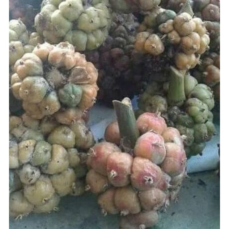

Asam Cikala || 250 gram ~ 1 kg