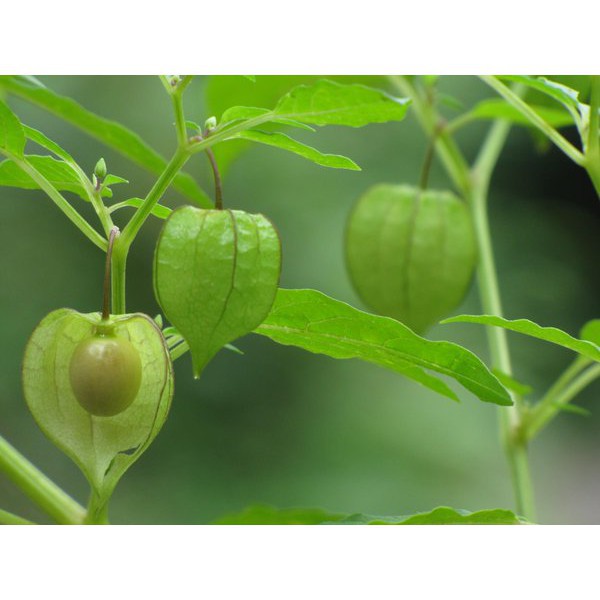 

Harga per pack_ biji benih buah cecenet hijau /30 biji