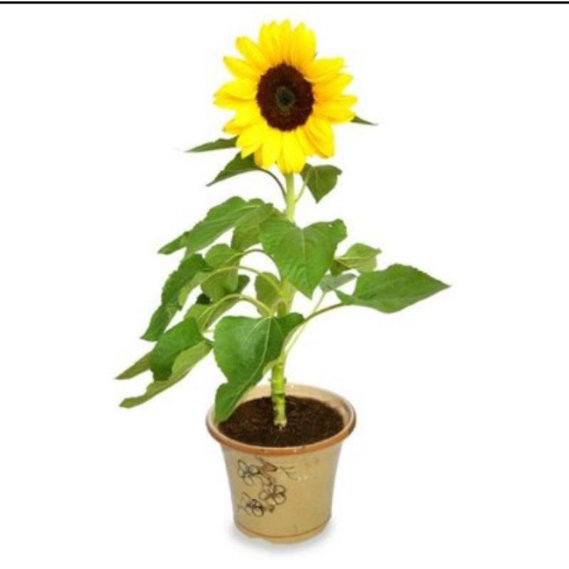Tanaman hias bunga matahari,bibit tanaman bunga matahari