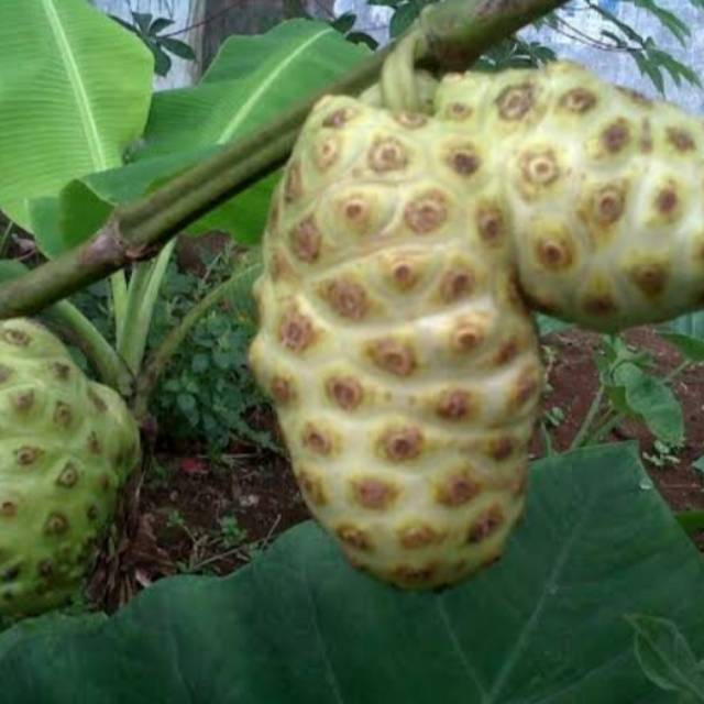 

Mengkudu / pace 500 GRM di petik jika ada pesanan di kirim masih mengkel keras tua aman