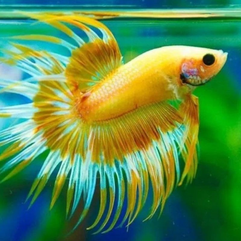 

BETTA CROWNTAIL SIZE S +