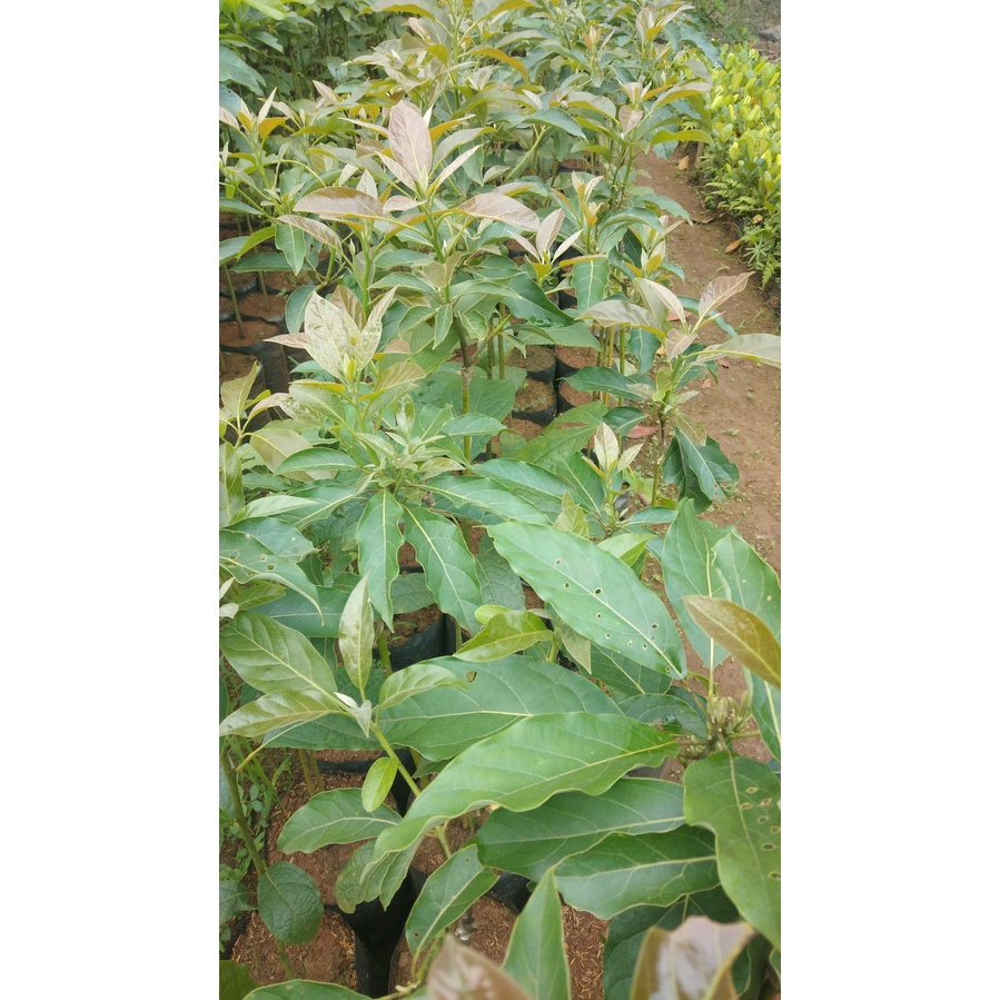 Bibit Alpukat Hass atau Alpukat Australia 1 Meter Hida Bibit