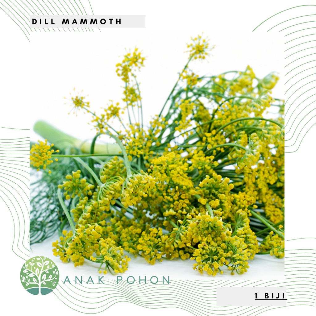 Benih Bibit Biji - Dill Mammoth Herb Seeds - IMPORT