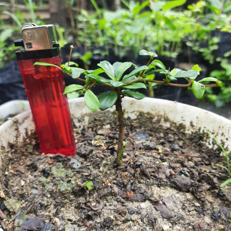 Bibit bahan bonsai Black olive / geometri ( Bucida spinosa ) dari semai biji