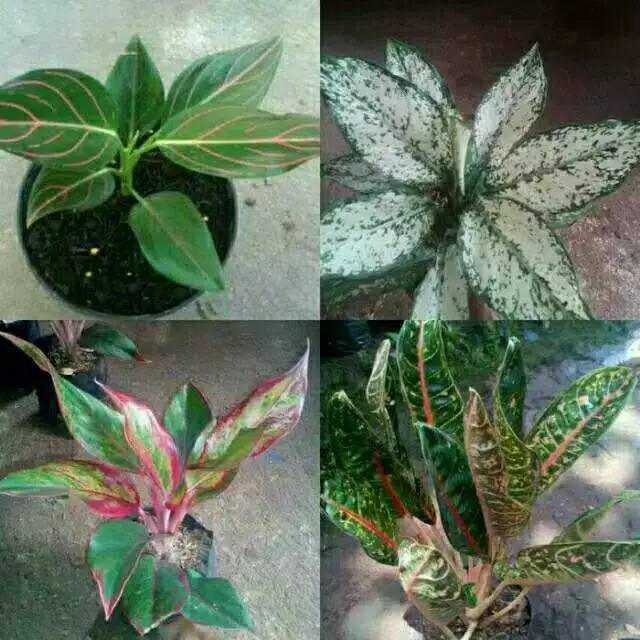 Paket 4 jenis aglonema