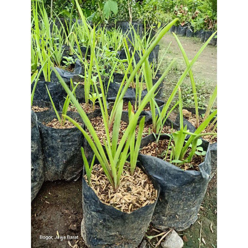 bibit bunga sedap malam