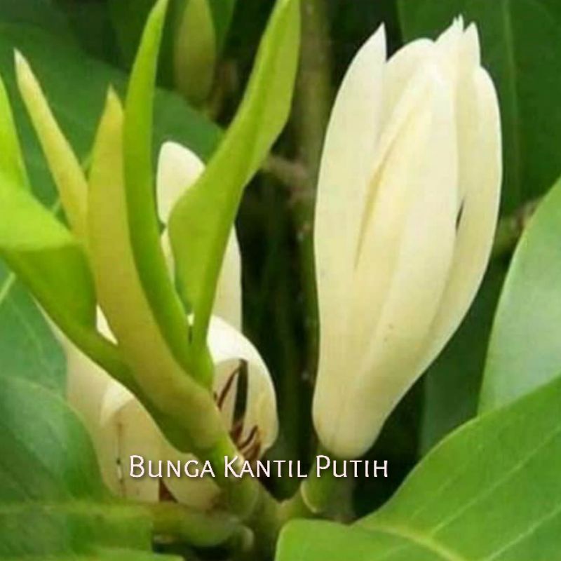 Bibit Tanaman Hias Bunga Kantil Putih Murah Bunga Pengantin Wanita
