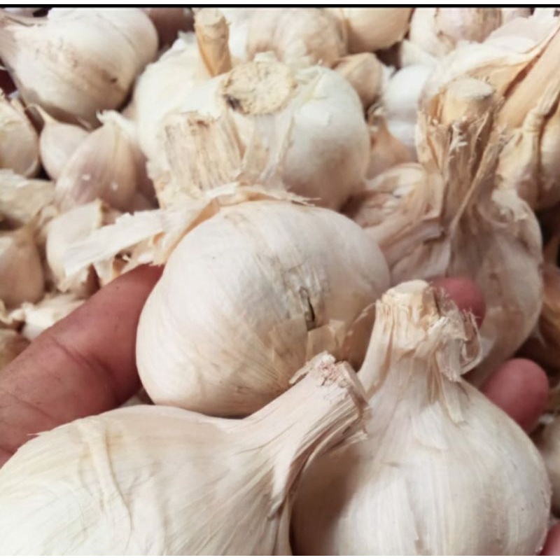 

Bawang Merah & Bawang