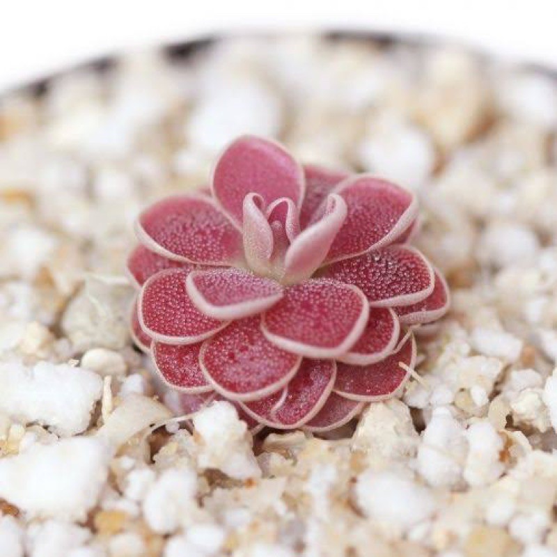 pinguicula florian