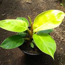 Tanaman Hias Philodendron lemon/ philo lemon/ philo moonlight