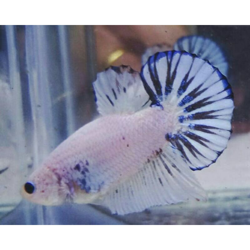 

Cupang Fongki koi