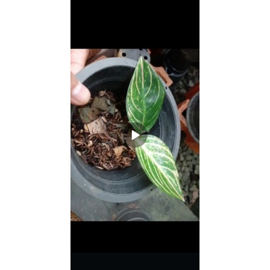 Esmeralda Aglaonema