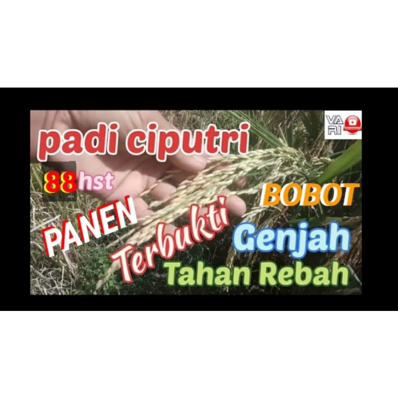 Benih padi CIPUTRI CIHERANG MALAI PANJANG