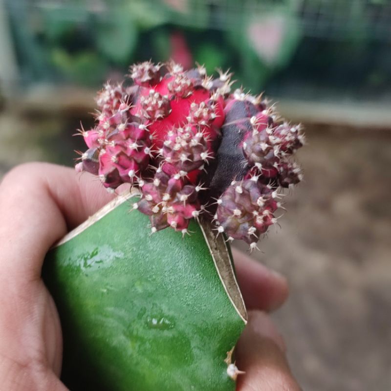 Kaktus Gymno Blackpink graft cluster