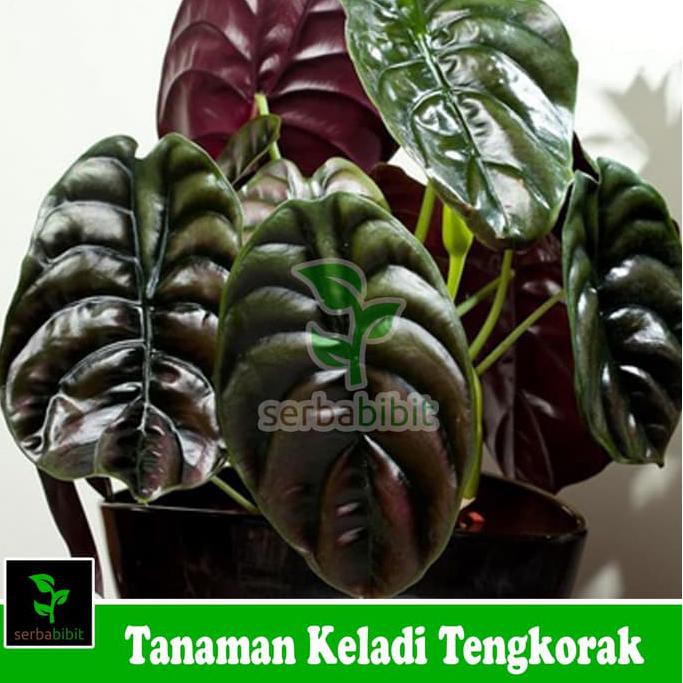 Ready Stock Tanaman Hias Keladi Tengkorak Alocasia 