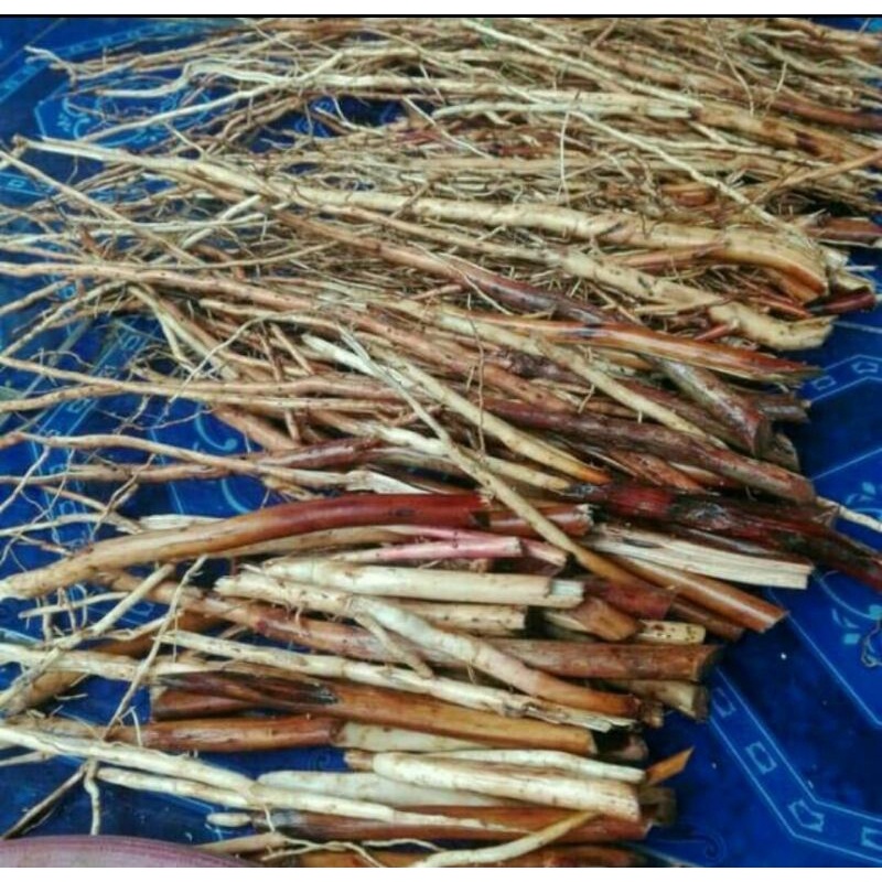 

akar pinang atau akar Jambe fresh 500gram