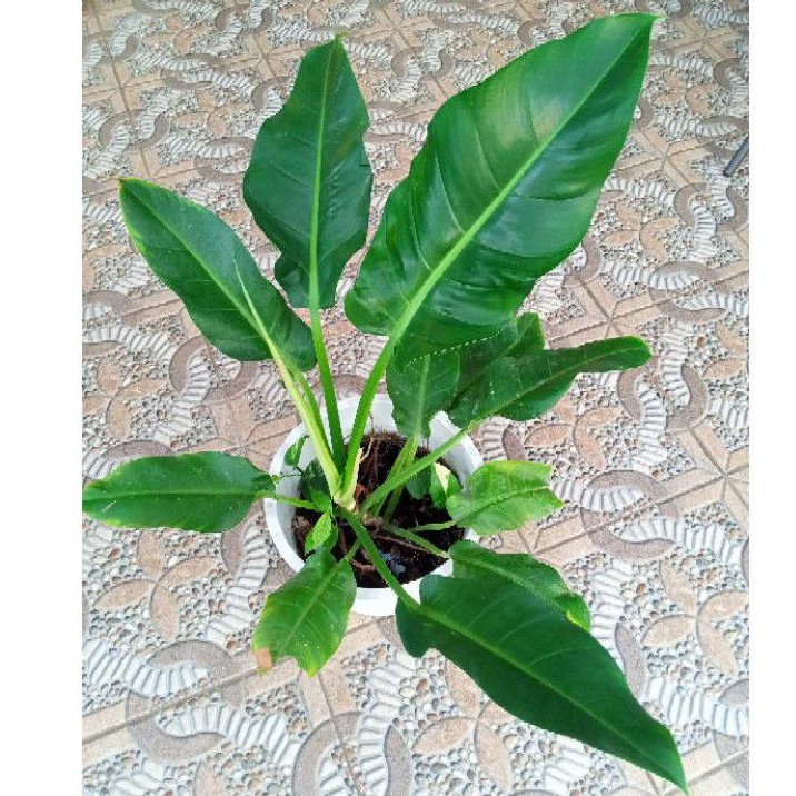 philo imperial green