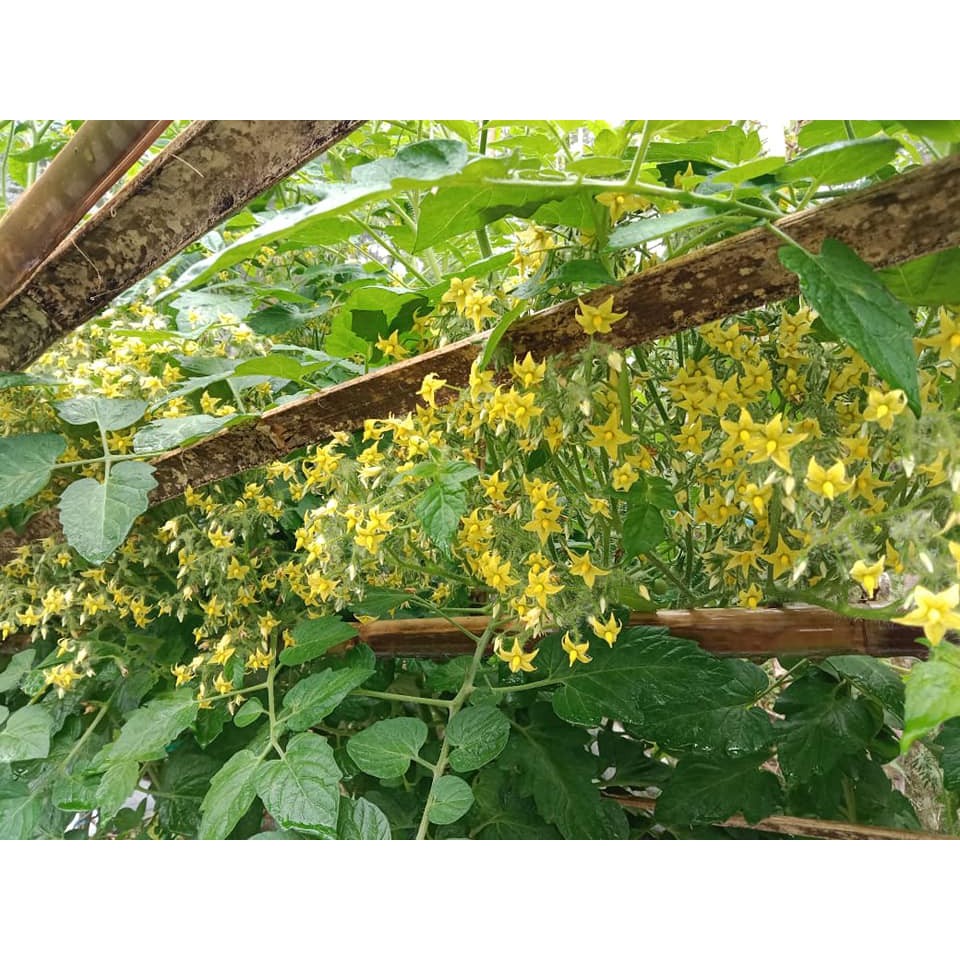 Benih Bibit Biji - Tomat Ildi (Buah Sangat Rimbun &amp; Produktif) Yellow Cherry Tomato Seeds