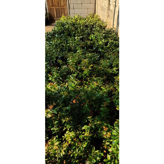 Bibit Bunga Camelia Hasil Stek Cepat Berbunga-6