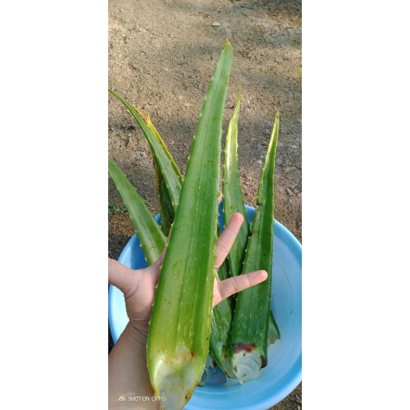 

Lidah buaya ukuran besar